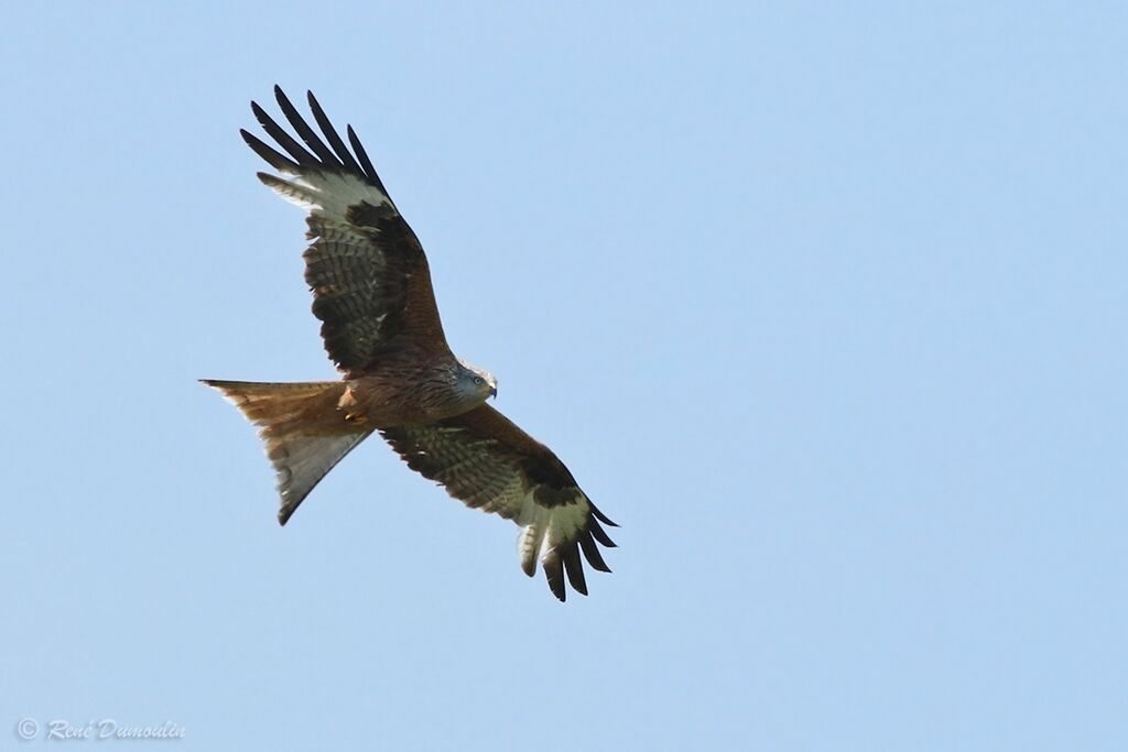 Red Kiteadult breeding, Flight