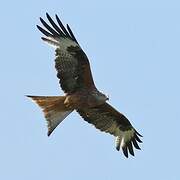 Red Kite