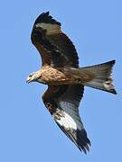 Red Kite