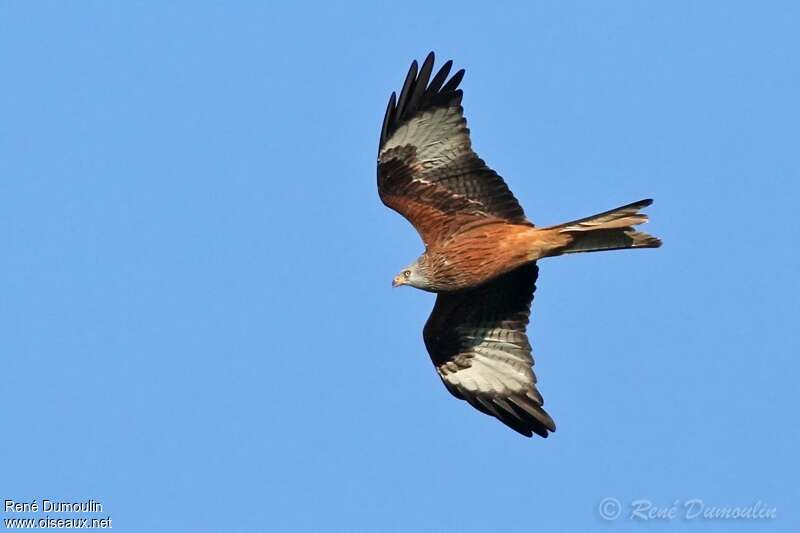 Red Kiteadult, pigmentation, Flight