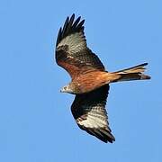 Red Kite