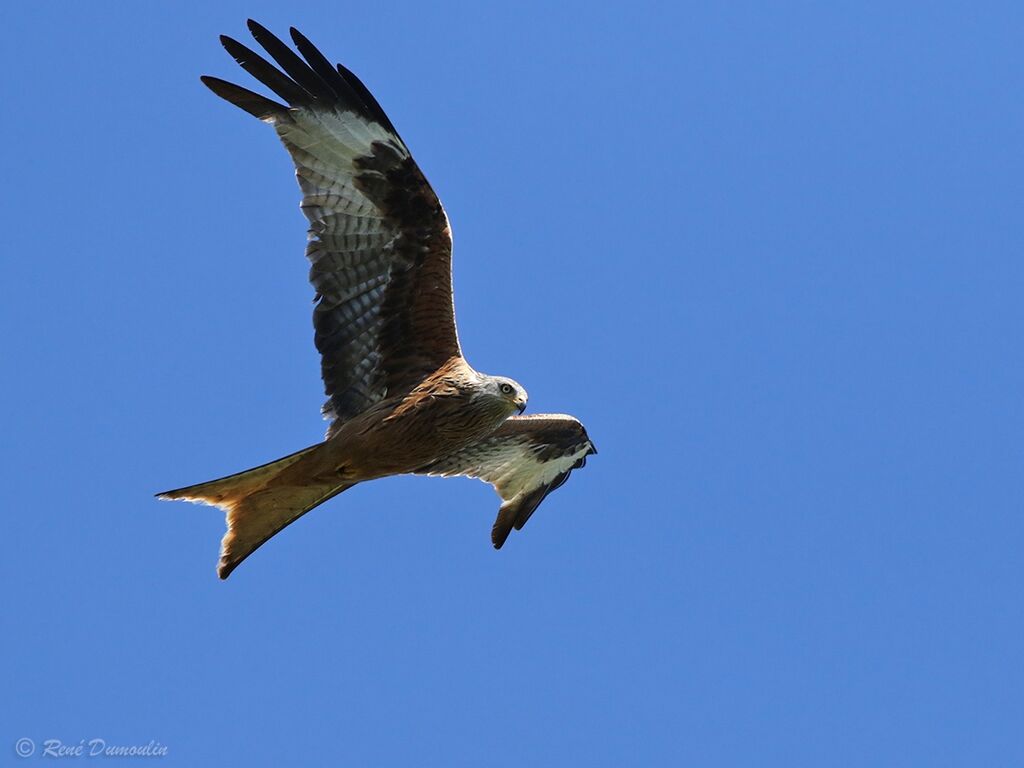 Red Kiteadult breeding, Flight