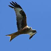 Red Kite