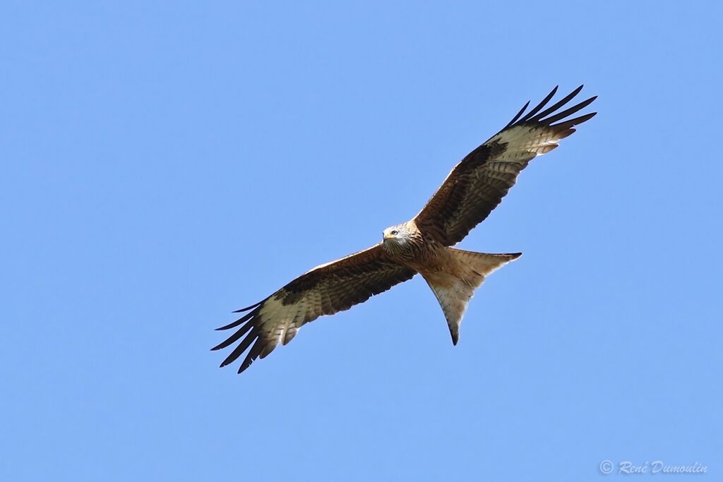 Red Kiteadult breeding, Flight