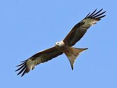 Red Kite