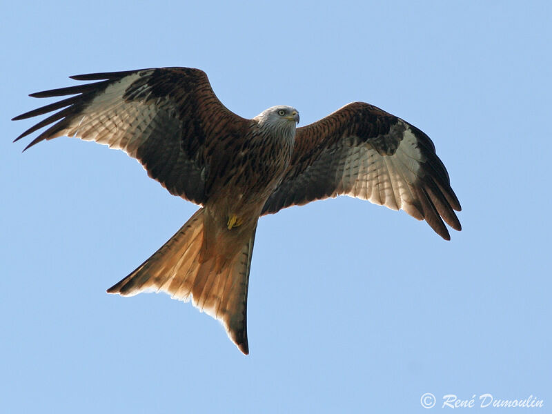 Red Kiteadult, Flight