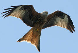 Red Kite