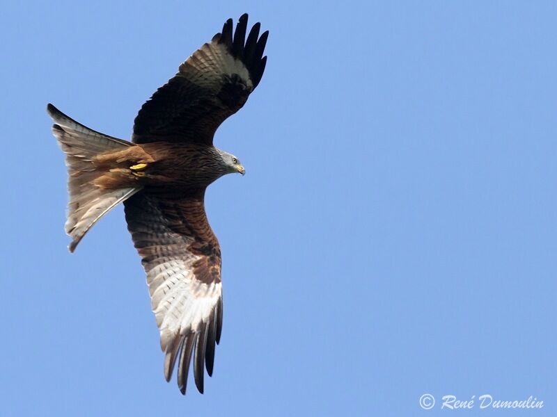 Red Kiteadult, Flight