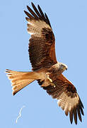 Red Kite