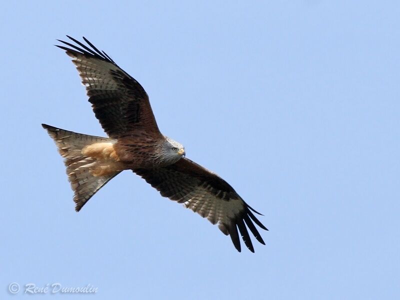 Red Kiteadult, Flight