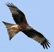 Red Kite