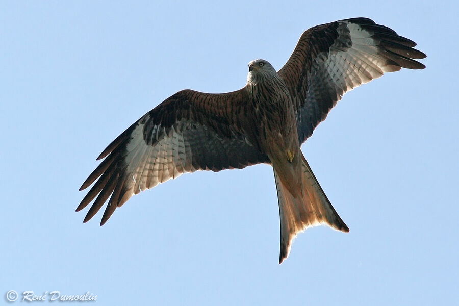 Red Kiteadult, Flight