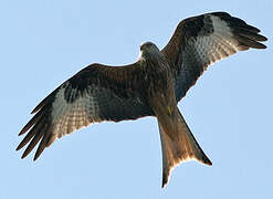 Red Kite