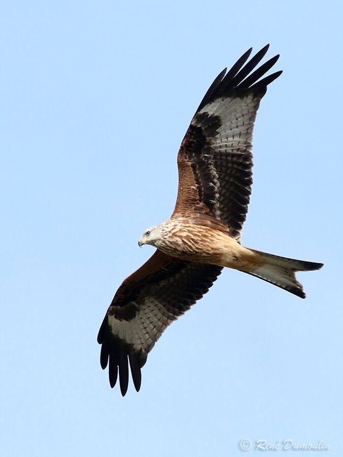 Red KiteFirst year, Flight