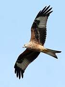 Red Kite