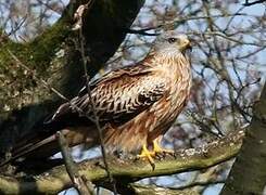 Red Kite