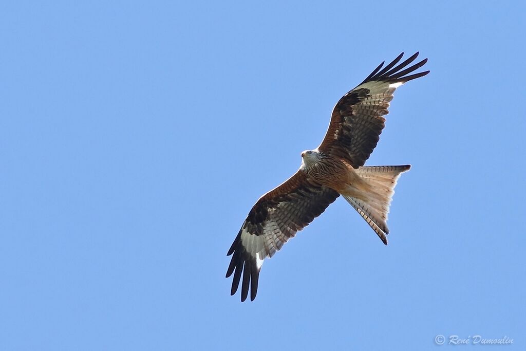 Red Kiteadult breeding, Flight