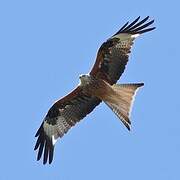 Red Kite