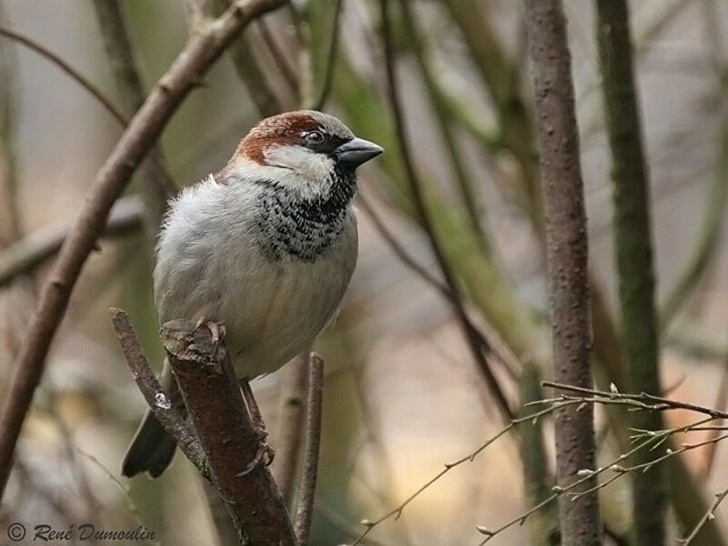 House Sparrow male adult