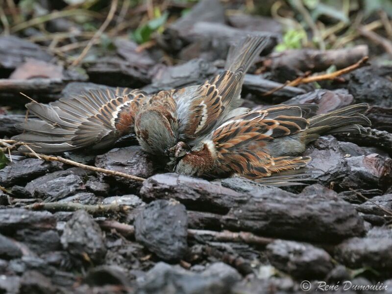 House Sparrow male