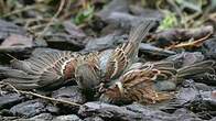 Moineau domestique
