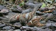 Moineau domestique