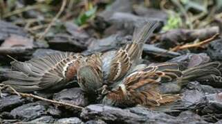 House Sparrow