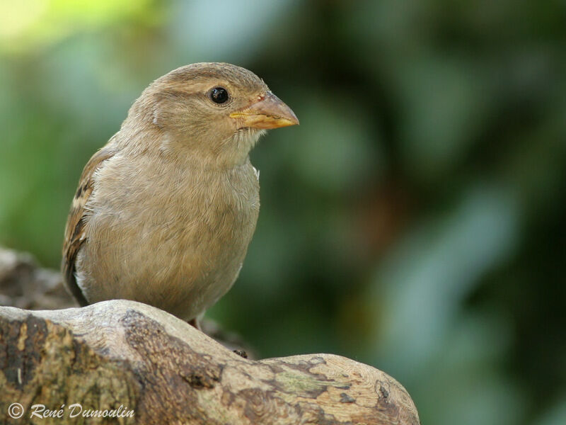 Moineau domestique1ère année