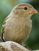 Moineau domestique