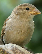 Moineau domestique