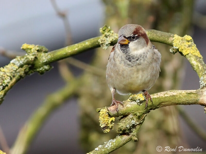 House Sparrow male adult, identification