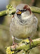 Moineau domestique