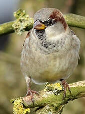 Moineau domestique