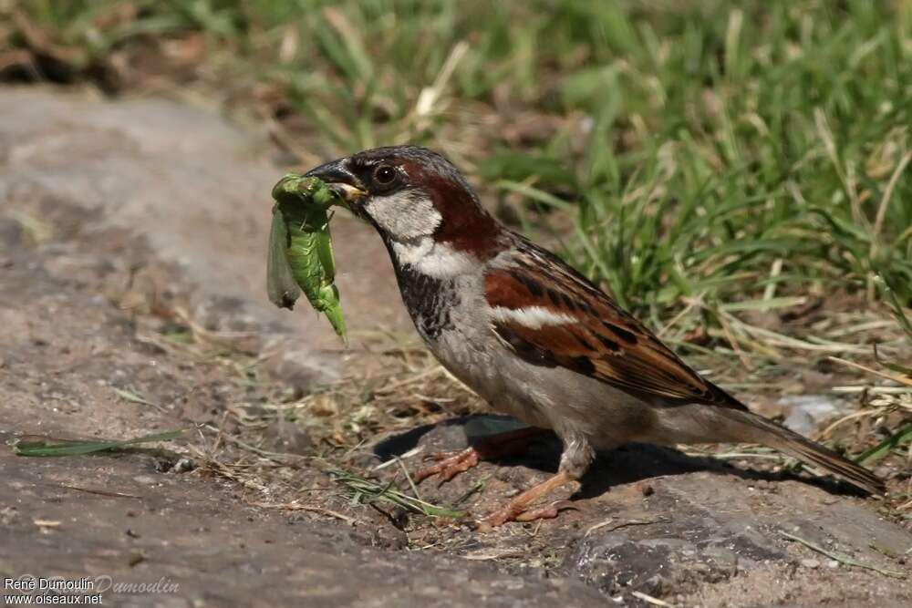 Moineau domestique mâle adulte nuptial, régime, pêche/chasse