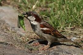 House Sparrow