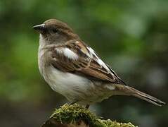 Moineau domestique