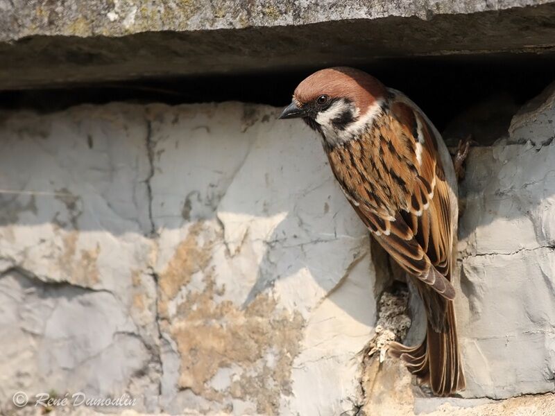 Eurasian Tree Sparrowadult, identification