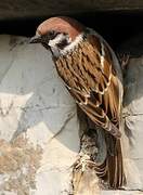 Eurasian Tree Sparrow