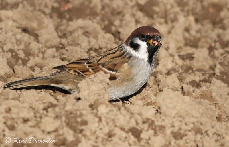 Eurasian Tree Sparrow, identification