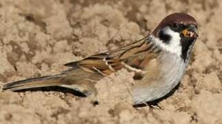 Eurasian Tree Sparrow