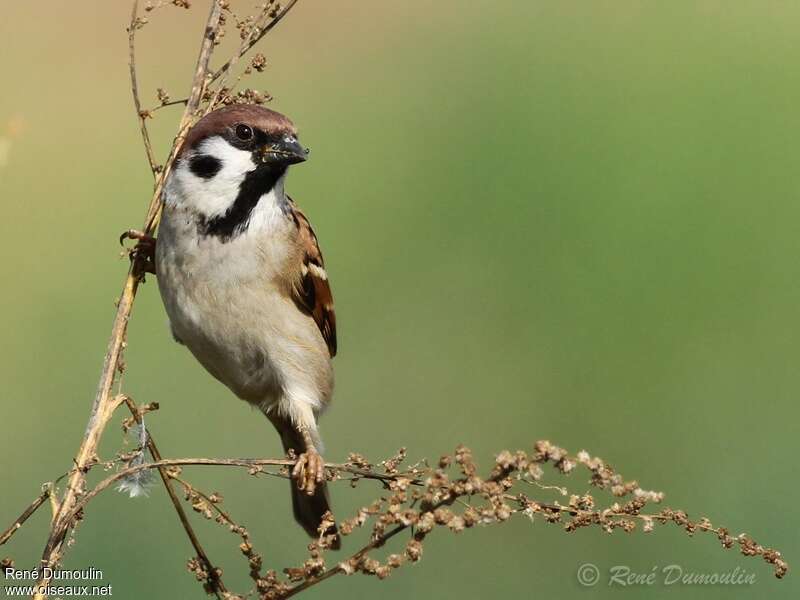 Eurasian Tree Sparrowadult, identification