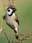 Eurasian Tree Sparrow