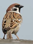 Eurasian Tree Sparrow