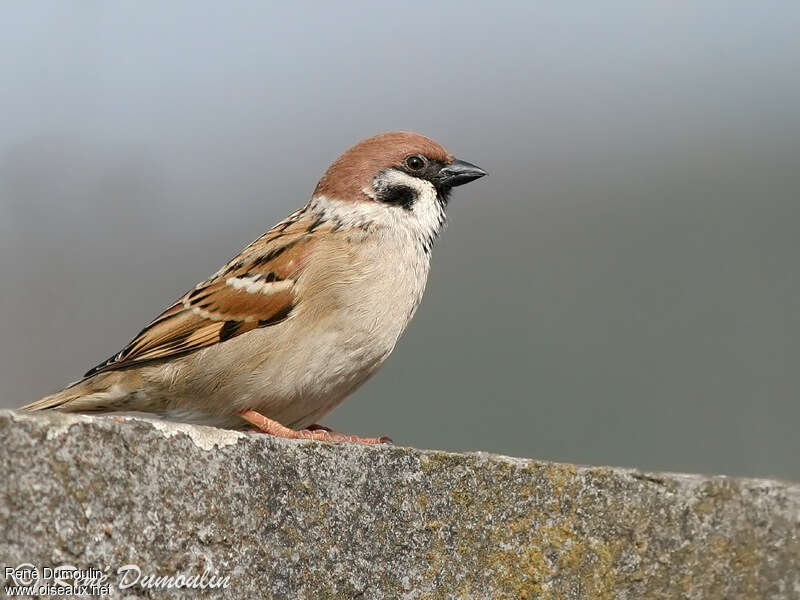 Moineau friquetadulte, identification