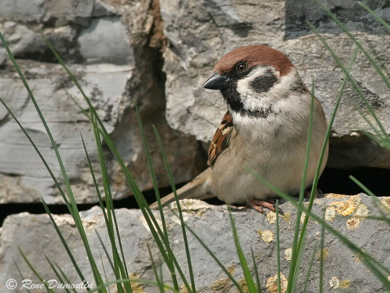 Moineau friquetadulte, identification