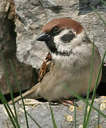 Eurasian Tree Sparrow