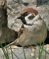 Moineau friquet