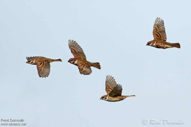 Eurasian Tree Sparrowadult, Flight