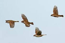 Eurasian Tree Sparrow