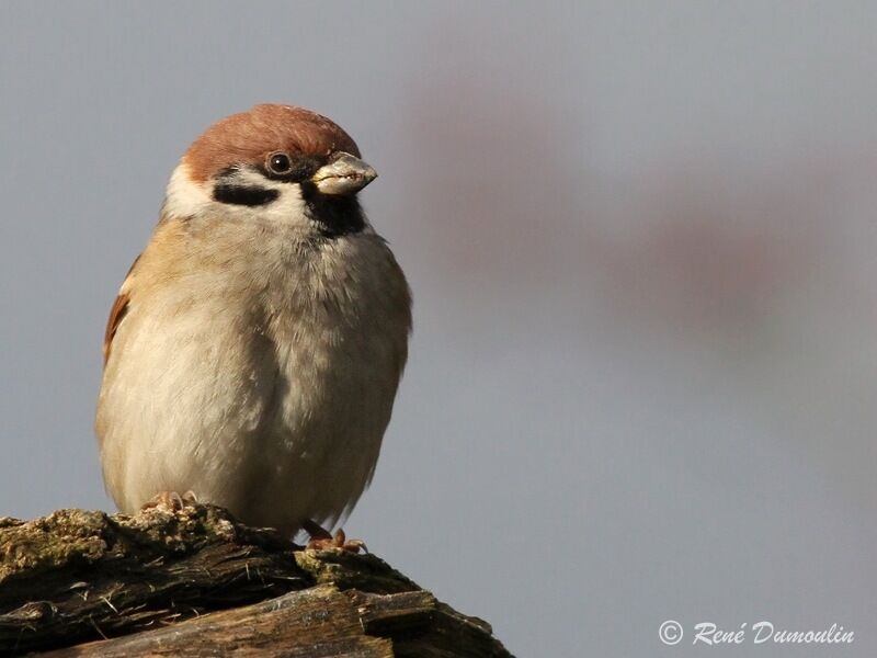 Eurasian Tree Sparrowadult, identification